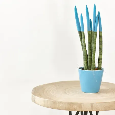 Gli Aranci فندق مبيت وإفطار أغروبولي